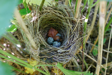 Acrocephalus palustris. The nest of the Marsh Warbler in nature.