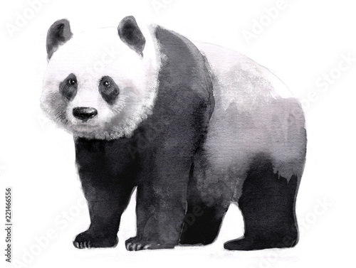 Photo  watercolor illustration of panda, isolated drawing by hand of animal