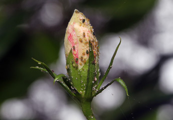 Hybiscus flower with bugs macro