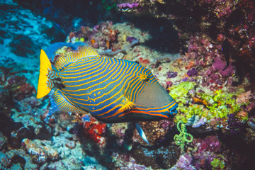 underwater image of colorful bright corals and fish