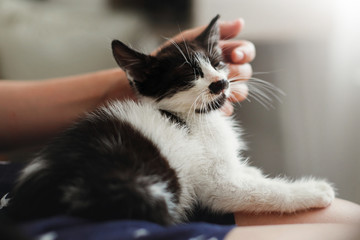  hand caressing cute little kitty, sleeping on woman legs in morning light. girl stroking adorable black and white kitten with funny emotions and whiskers. cozy home. adoption concept