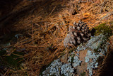 Fototapeta Tęcza - Pine cone of a pine tree on the ground