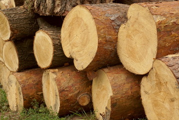 Pile Of Cut Wood Stump Log Texture