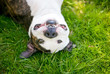 A Pit Bull Terrier mixed breed dog lying upside down in the grass and smiling