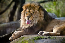 Lion With His Tongue Sticking Out