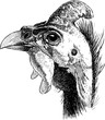 Hand drawing of a head of a male guinea fowl