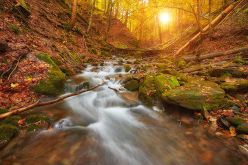 Wall Mural - rapid mountain river in autumn.