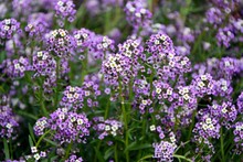 Cute Tender Alyssum With A Wonderful Aroma Of  Flowers Covered The Ground In The Garden.
