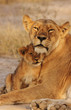 Lion Cub with mom