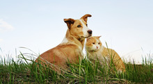 Cat And Dog Sitting Together On The Grass