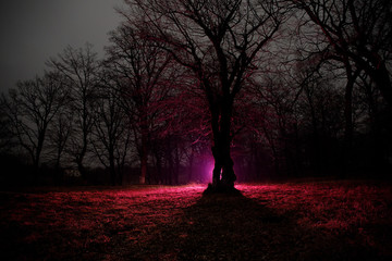 Wall Mural - strange light in a dark forest at night. silhouette of person standing in the dark forest with light