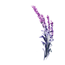 Lavender Flower Watercolor Illustration. Straight Lavender Branch. Wedding And Valentine S Day Greeting Cards Floral Design. Love And Marriage. Single Lavender Twig. Isolated Raster