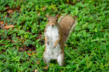 Eastern Gray Squirrel (Sciurus Carolinensis) Standing Up On Hind Legs On Grass - Topeekeegee Yugnee (TY) Park, Hollywood, Florida, USA