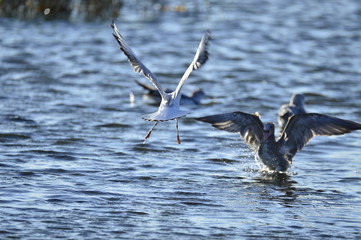 A beautiful bird in wetlands