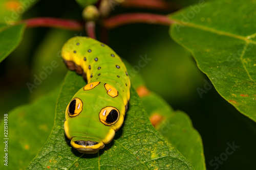 Fotografía Spicebush Swallowtail Butterfly Caterpillar (Papilio troilus)