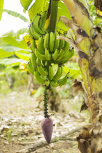 Bunch Ripening Bananas Tree Free Stock Photo - Public Domain Pictures