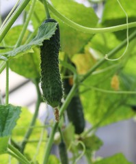 Two cucumbers 