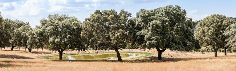 Pond of water so that it drinks the cattle in the dehesas of Salamanca, Spain