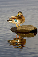 A Preening Female Mallard Duck (Anas Platyrhynchos), Loch Lomond, Scotland, UK.