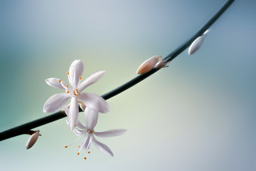 Wall Mural - beautiful blossoming spring flowers on stem macro