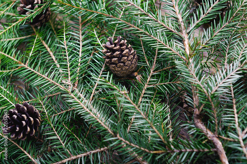 Fotografija Branches of an evergreen tree with cones, stacked on pile on a table