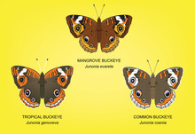 Butterfly Buckeye Set Vector Illustration