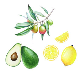 Collection of watercolor hand drawn olive tree branch, avocado and lemon isolated on white background.