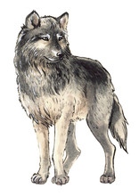 Wolf Clipart Illustration Free Stock Photo - Public Domain Pictures