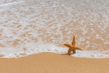 Wall Mural - starfish in front of a beach with wave arriving