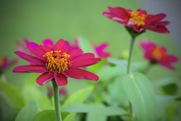 Wall Mural - beautiful zinnia flower in rainy season