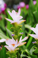 Wall Mural - Bush of the sessilis bouquet or Siam Tulip Bloom in the rainy season in Thailand.