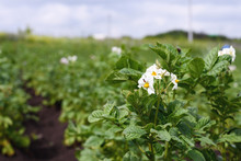 Close-up Of A Blossoming Young Potatoes On The Plantation In The Garden, The Effect Of Perspective