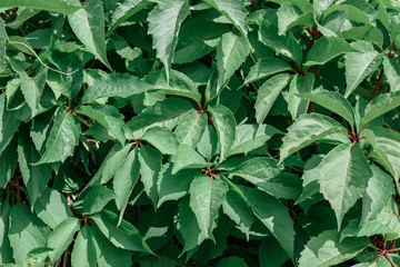 Abstract background of green leaves on a bright Sunny day