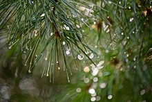 Pine Tree Needles With Raindrops And Sunlight Spots