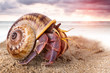 Colorful hermit crab on the beach.
