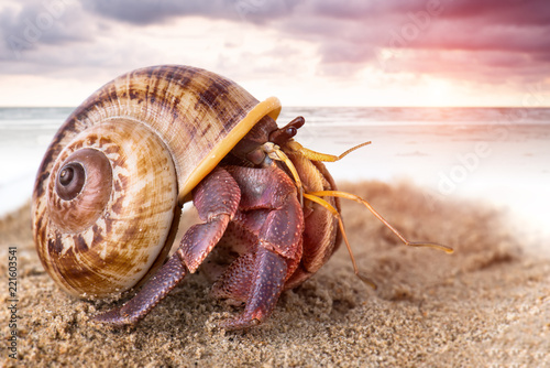 Cuadros en Lienzo Colorful hermit crab on the beach.