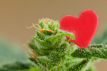 medicine cannabis plant red heart