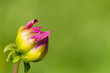 Blühende Dahlienblüte (Asteracea) vor grünem natürlichen Hintergrund.