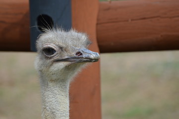 Ostrich in the outdoors