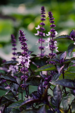 Violet Basil Flowers Are Blooming In Summer