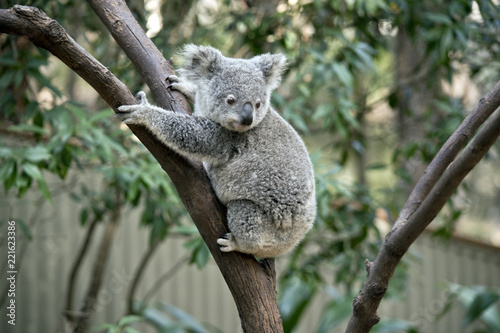 Fototapeta Koala  joey-koala