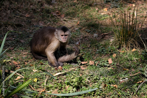 Fotografija Full body of white-headed Capuchin New World monkey of the subfamily Cebinae