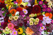 Blumen, Hintergrund, formatfüllend