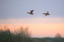 Ducks Flying Above Grass At Sunset