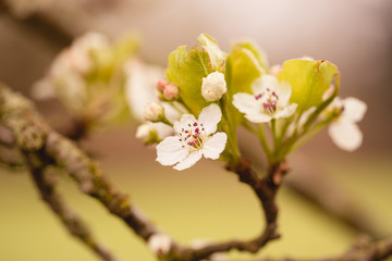 Wall Mural - apple blossom 