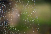 A Spider's Web Catches Drops Of Rain