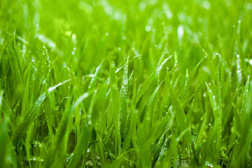 Green Fresh Grass