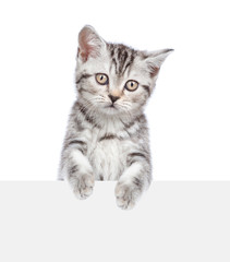 Aufkleber - Tabby kitten above white banner. isolated on white background