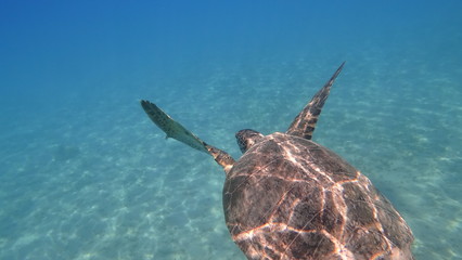 Sea turtle swims in blue sea water aquatic animal underwater photo