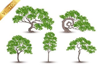 Beautiful tree Realistic  on a white background.